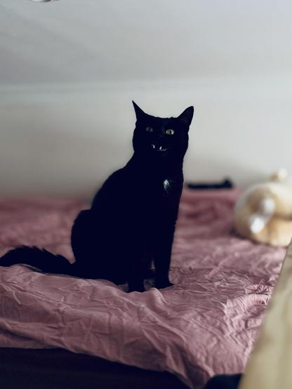 A black cat on a lilac bedsheet showing only the lower canine teeth