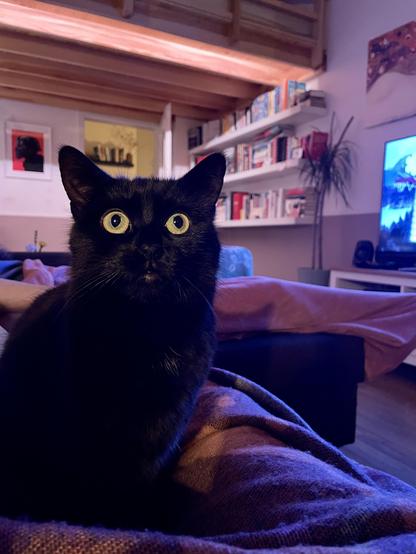 A black cat with wide open round eyes staring in the distance