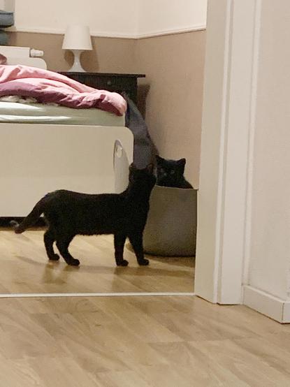 Two black cats looking at each other in close proximity