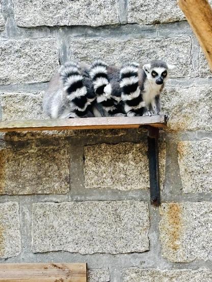 Three lemurs very neatly next to each other. all three have their tail wrapped around them but the ones on the left have their heads down so it looks like one lemur with a very long tail wrapped around itself