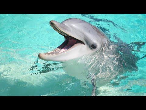 A dolphin with a wide open mouth. 

Source: https://www.youtube.com/watch?v=ZiSssx7kLqA