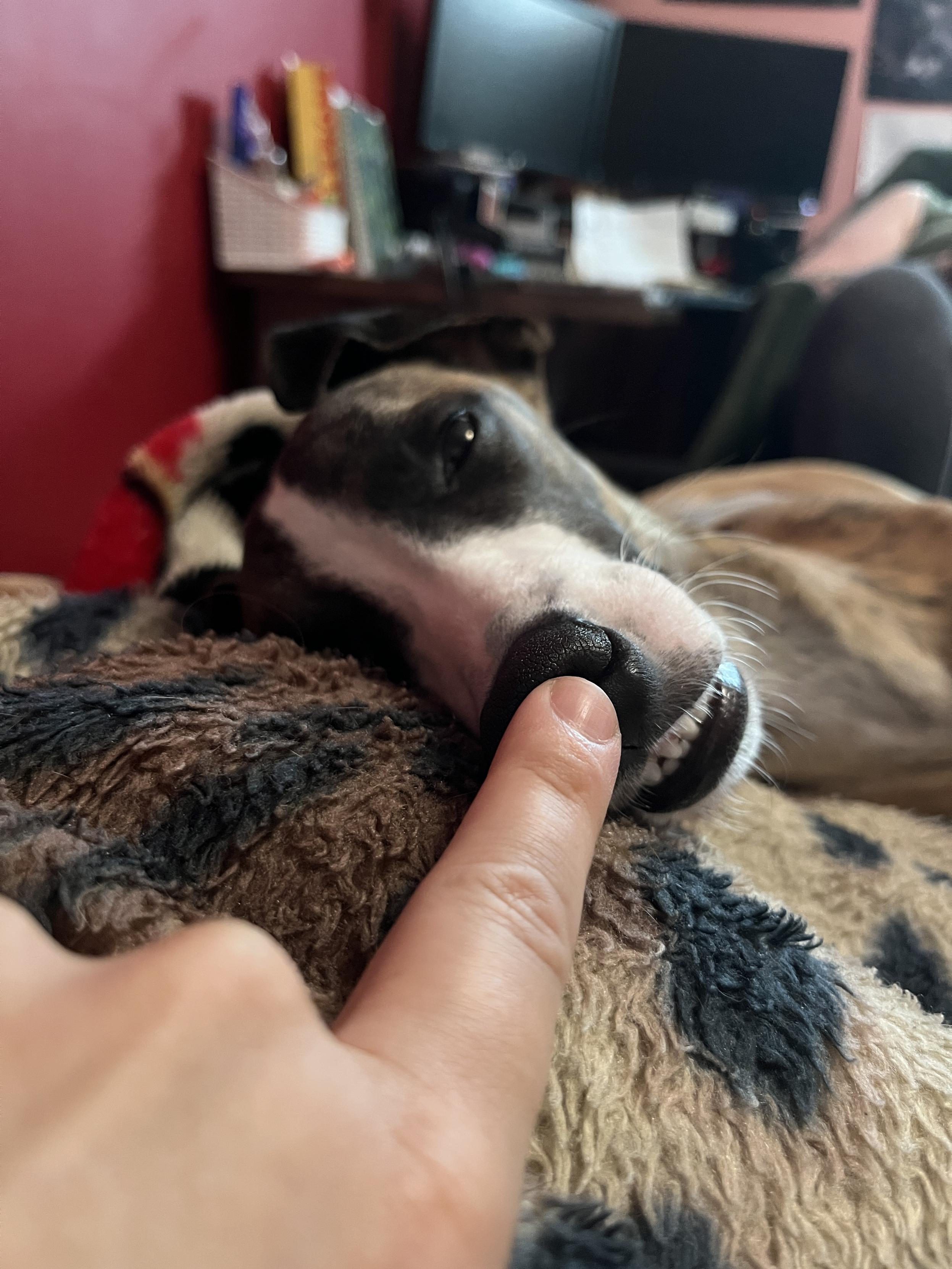 A picture of Ecco The Whippet laying on some blankets getting nose booped. The boopening is causing some of his teeth to be bared like hes smiling.