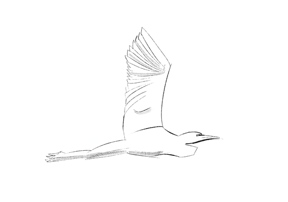 Ink drawing of albatros