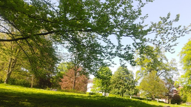 Grüne Wiese und Bäume im Berner Gutspark, bei sommerlichen Temperaturen 