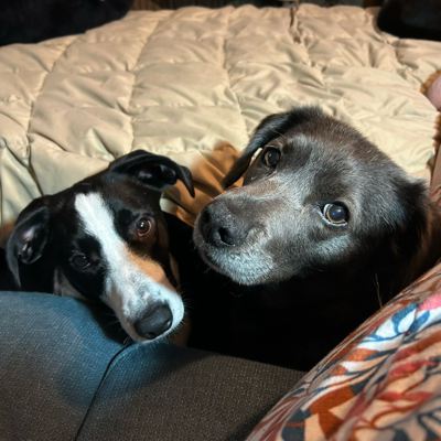 CrazyDogLadySezPEACE