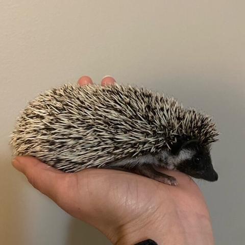 Side view of hedgehog with white spines and a black face.