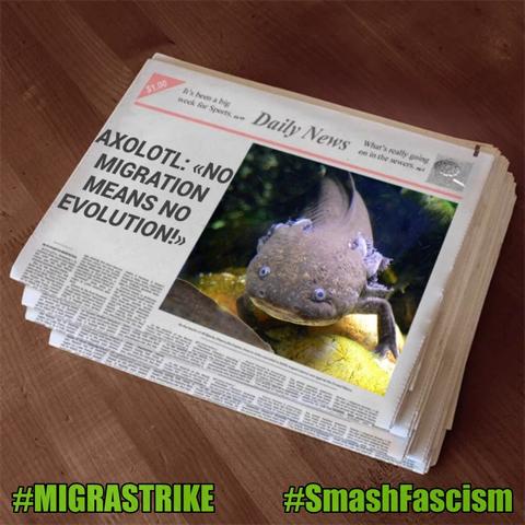 Mit einem Bildgenerator erstelltes quadratisches Bild. Es zeigt einen Stapel Zeitungen auf einem Holztisch. Auf der obersten Zeitung ist die Headline zu sehen:

Axolotl: «No migration means no evolution!»

Sie steht links neben dem Konterfei eines Axolotls, der sich mit einem Beinchen auf etwas Gelblichem abstützt, vielleicht einem Stein. Der Hintergrund ist maritim dunkelgrün. Der Axolotl schimmert grau-lila und hat kleine lila umrandete, etwas erhabene Augen. Der Kopf ist rund und hat vorn zwei weit voneinander entfernte kleine Nasenlöcher. Er hat je drei Kiemenäste seitlich hinter dem Kopf, die ebenfalls lila schimmern. Alle lila Zeichnungen wirken sehr leuchtend, neonartig. Das Grau wirkt dagegen zurückgenommen und eher dunkel, der Bauch schimmert heller und ist auf dem Bild nicht gut zu erkennen.

Der Titel der Zeitung ist Daily News.
Unter dem Zeitungsstapel befinden sich am unteren Bildrand in giftgrüner Schrift zwei Hashtags: links: #MIGRASTRIKE, rechts: #smashFascism