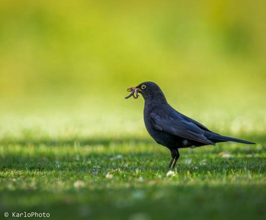 A black bird with a worm caught in it's beak.