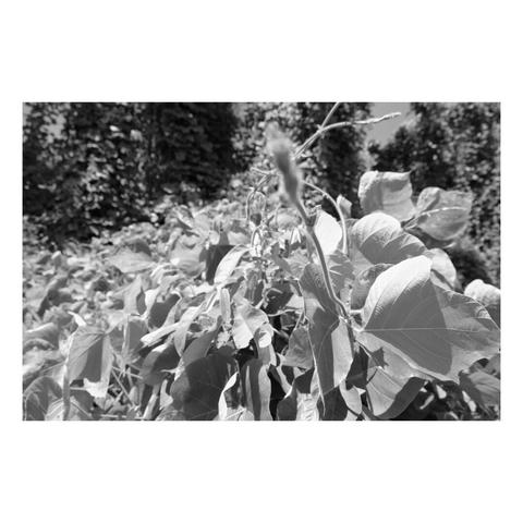 kudzu covered landscape with large leaves in foreground receding to covered tree in background