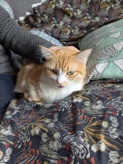 Sur un canapé, la chatte Youpi (blanche et rousse aux yeux verts, trop belle) est vue de face, un bout de langue sort largement de sa bouche. 
Un bras  portant un pull gris est posé sur elle. À sa gauche, un coussin vert à motif de hérissons.