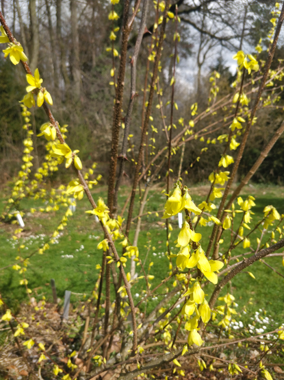 Blühende Forsythia suspensa 'nymans', Ursprungspflanze für lian qiao.