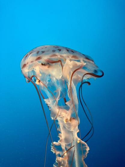 A translucent jellyfish with a dome-shaped bell and long, thin tentacles floating in vibrant blue ocean water. The jellyfish's body is primarily translucent white with subtle reddish-brown markings and streaks along its bell and trailing tentacles. The creature's delicate, flowing structure is dramatically highlighted against the deep blue underwater background.