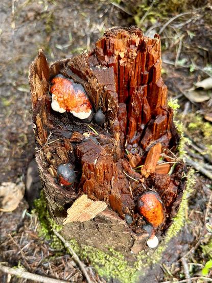 A jagged tree stump that appears petrified, glossy and glassy rather than dry or splintery. Polypore fungi are growing out of a few of its crevices, and they resemble toasted marshmallows with caramel sauce.