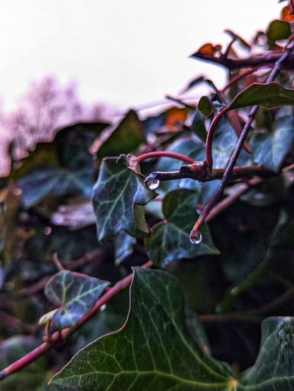 A close-up shot focuses on a cluster of ivy leaves and stems, adorned with glistening water droplets. The ivy leaves are predominantly dark green with lighter green or yellow-green veins creating a marbled effect. Some leaves exhibit a slightly reddish or brownish tinge along their edges, possibly due to the cold or a change in season. The stems are a reddish-brown and appear slightly wet.
Two prominent water droplets hang suspended from the tips of thin, reddish-brown tendrils. These droplets are translucent, reflecting the muted light and hints of the surrounding foliage. Smaller water droplets are scattered across the surfaces of several leaves, adding a sense of freshness and recent moisture.
The background is softly blurred, suggesting a greyish, overcast sky. Hints of muted purple or pinkish tones are visible in the upper left corner, indicating a morning scene. The overall lighting is soft and diffuse.
