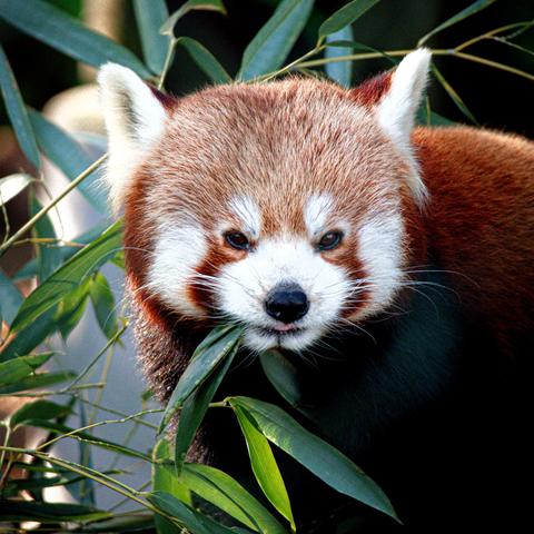 Portrait of a red panda. He is eating bamboo with pleasure. Some leaves are hanging out of his mouth, he is looking at us calmly.