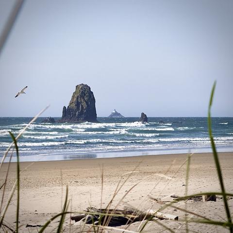A beach stretches from side to side framed by beach grass, as multiple rocks and a seagull also frame the "Terrible Tilly" lighthouse out in the Pacific Ocean on a sunny day.
