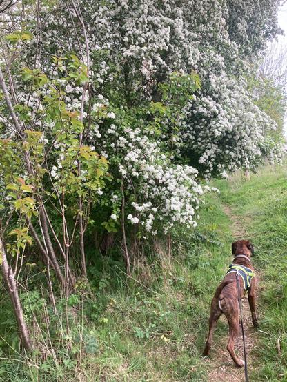 A hawthorn in full bloom of white flowers now overhangs a single track footpath so it’s necessary to duck underneath its branches to get past. Dogs can pass underneath quite happily as this brindle boxer dog is showing. The footpath bends around to the left.