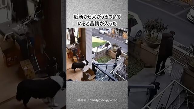 賢いボーダーコリーの脱走#dog #shorts #bordercollie #escape #犬# 脱走#ボーダーコリー