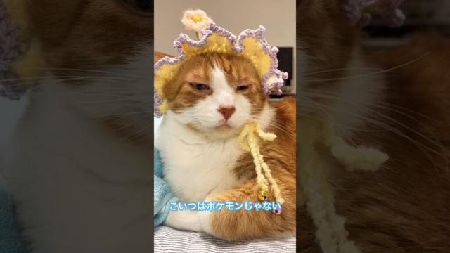 ポケモンについて考えさせられる猫 #あるある #ねこ動画 #cat #猫のいる暮らし