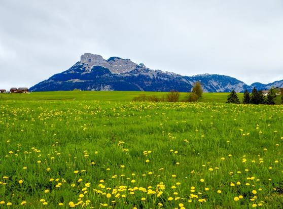 View of the Loser Mountain from bad aussee with a spring meadow, austria