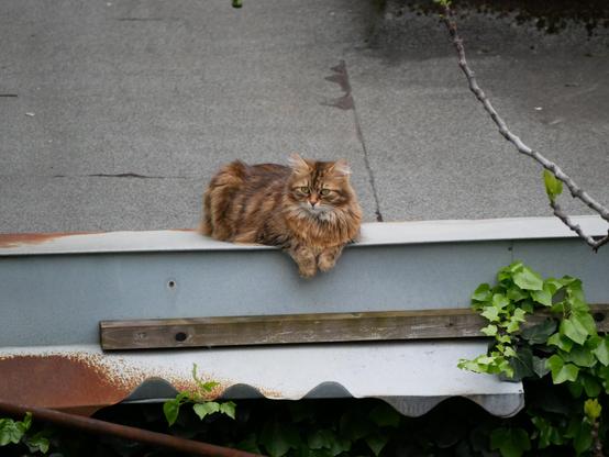 Eine braun-orange getigerte Katze mit langem, fluffigen Pelz liegt am Rand eines Daches, zu uns gedreht, die Vorderpfoten lässig über die Kante baumelnd und sieht nach links vorne.