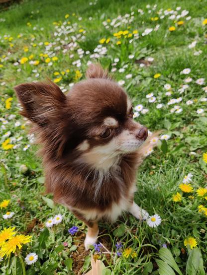 The image features Kylie, a small chihuahua with tri-colored brown fur, sitting in the center of a lush meadow. She is looking to the right, surrounded by an abundance of daisies and dandelions. 

Description was improved with the help of the "Le Chat Mistral" ai.