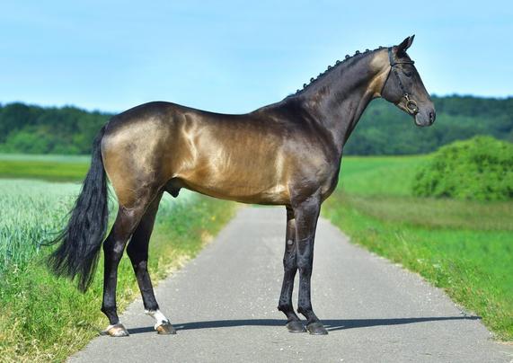 Le-Akhal-Teke-l-une-des-plus-belles-races-de-chevaux-cheval-dore-1