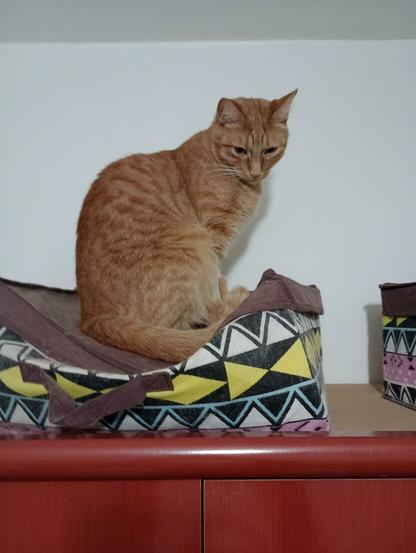 one of octo's orange tabby cats sitting comfortably and regally on top of a patterned cat bed atop a cabinet