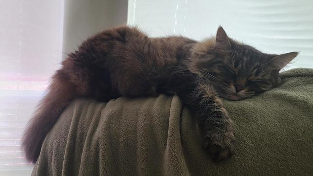 A long haired brown tabby cat is asleep, sprawled across the top of a couch. The couch is covered with a soft green blanket, and her front right paw is extended over the blanket.