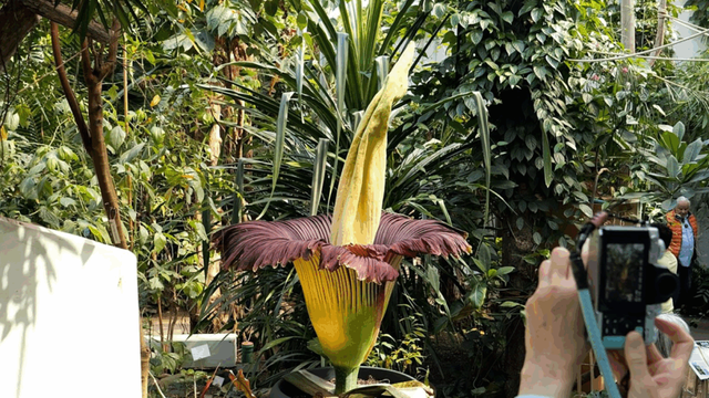Seltene Titanenwurz-Blüte in Bremen ist aufgegangen