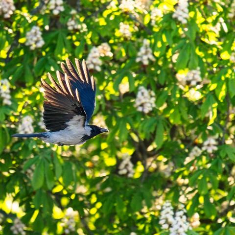 A hooded crow is flying past a chestnut tree in full bloom. The sun is setting behind them, causing their feathers to glow.