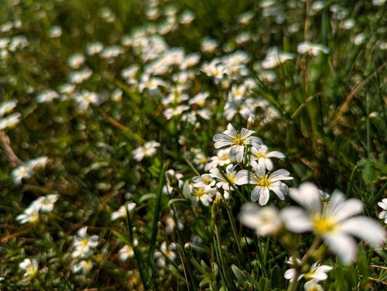 The image shows a field of small, white, star-shaped flowers, possibly Cerastium arvense. The flowers have five petals and yellow centres, surrounded by green grass. The lighting is soft, and the focus is on the flowers in the foreground, with the background slightly blurred.