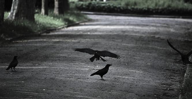 four crows
two flying, two walking
two in the center of the frame, one on each side
de-saturated colors, high contrasts, gloomy.