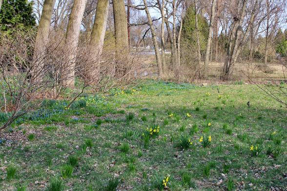 Meadow next to trees with green grass and clumps of daffodils, some in bloom.