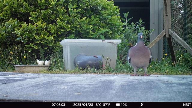 a pigeon in a garden sitting next to a plastic box for hedgehogs feeding