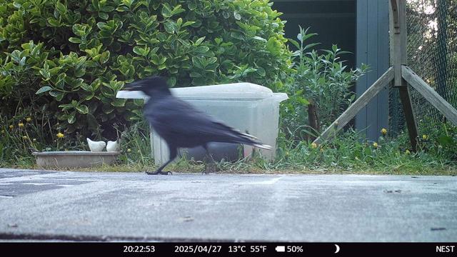a crow in a garden walking in front of a plastic box for hedgehogs feeding