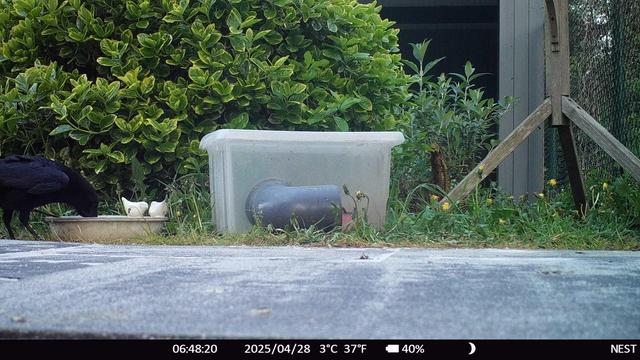a crow drinking from a water plate, next to a plastic box for hedgehogs feeding