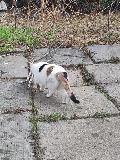 Lainey the calico walks away from the camera on some pavers