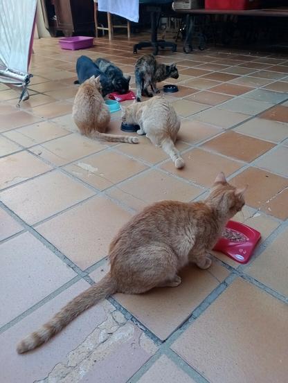 6 cats all in octo's household scattered on a large brown tile floor eating wet food out of various bowls. the 3 orange tabbies are hers and the 3 black and tortoiseshells are her mom's
