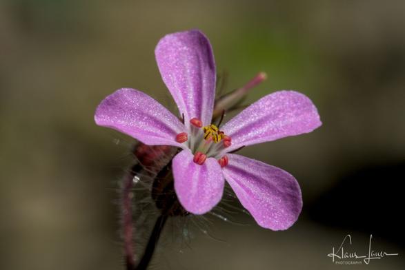 Das Foto zeigt die Blüte eines stinkenden Storchenschnabels in Nahaufnahme.