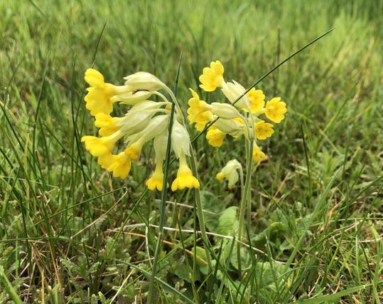 Nodding heads of yellow cowslip flowers against a green background of grass and yellow rattle plants.