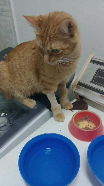 one of octo's orange tabbies sitting on top of some laundry machines after finishing eating. some of its leg fur is shaved due to a recent vet visit