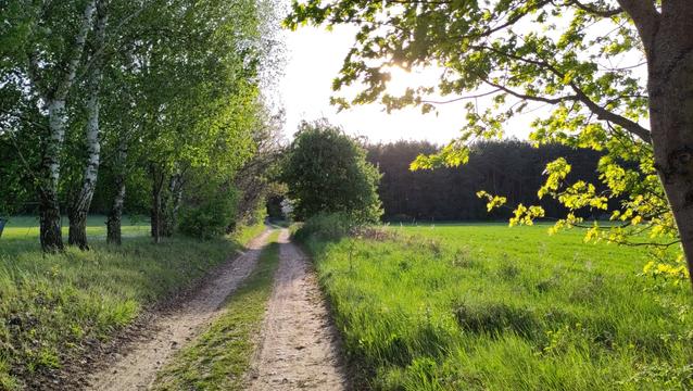 The picture shows a country lane. On the left side of it are birches and on the right side is a green meadow. The sun shines to green leaves in the upper right corner. In the background the viewer can see the edge of a forest.