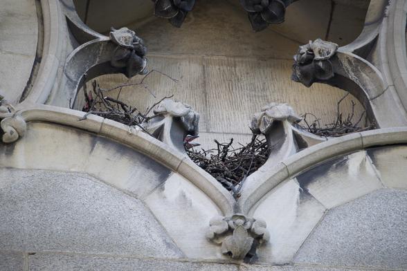 A raven nest in a small hexagonal niche of a gothic cathedral