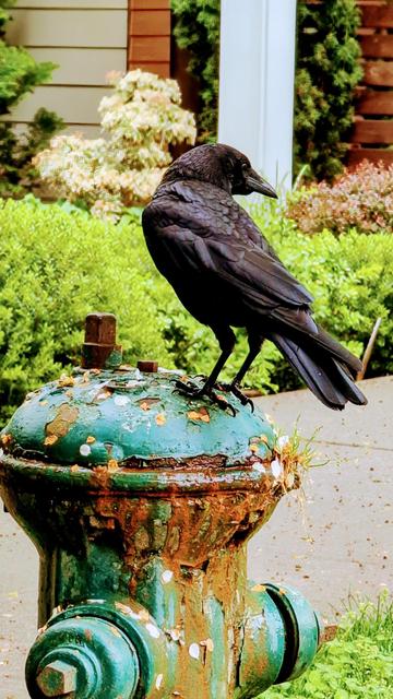 A crow sitting on a very rusty green fire hydrant, looking at me over its shoulder, against a background of plants.