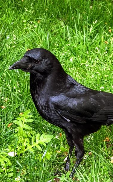 A closeup of a beautiful crow in the grass next to me.