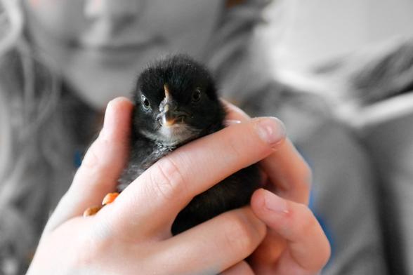 A person is holding a small black chick in their hands. The background is softly blurred, highlighting the chick's features.

 Küken „Schredder Ulrich, der 1.“