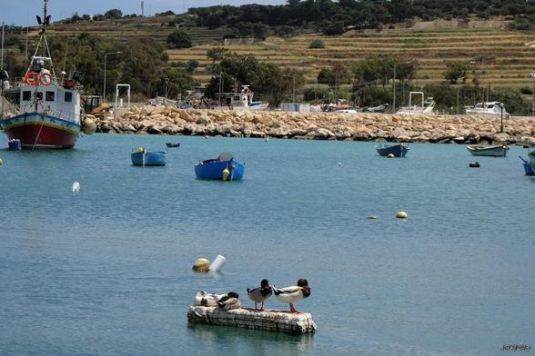 Farbfoto, aufgenommen an der Mole des Hafens von Marsaxlokk, Malta. Im Vordergrund vier Enden auf einem Felsblock, der aus dem Wasser ragt. Weiter entfernt Boote, links ein größeres Fischerboot, der gegenüberliegende Strand und die mediterrane Landschaft mit Feldern und Bäumen.