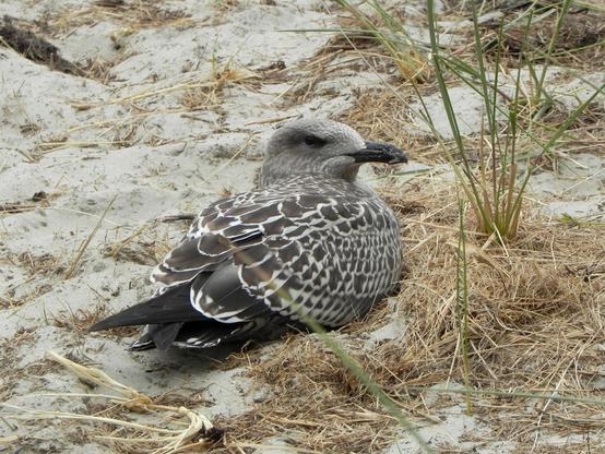 Eine von hinten rechts zu sehende Möwe sitzt im Sand eines Strandes. Auf dem Sand befinden sich Ansammlungen vertrockneter Pflanzenzeile. Der Kopf der Möwe ist zur Seite gedreht, damit sie die betrachtende Person mit dem rechten Auge im Blick hat.