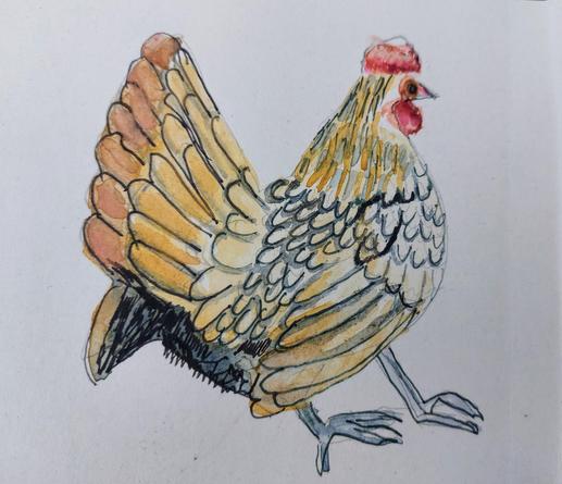 A chicken with squiffy legs. Not very well today so this is all I could manage.